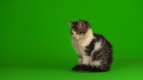 Katt Kattunge Grå Pjäser Sitter Grön Bakgrundsskärm — Stockvideo