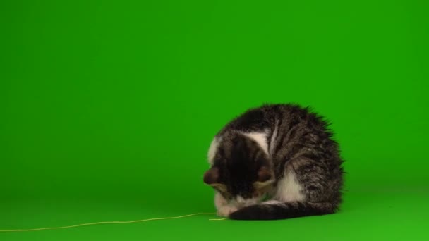 Cat Kitten Gray Plays Sits Green Background Screen — Stock Video