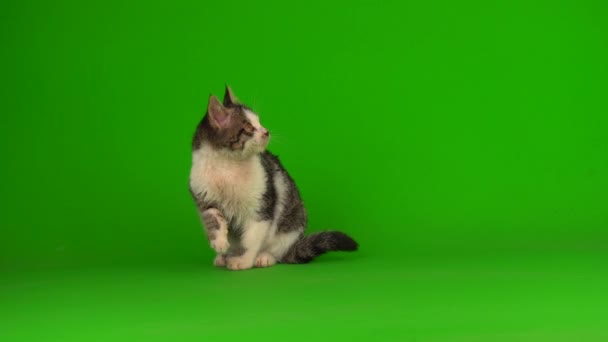 Gatinho Gato Cinza Joga Senta Uma Tela Fundo Verde — Vídeo de Stock