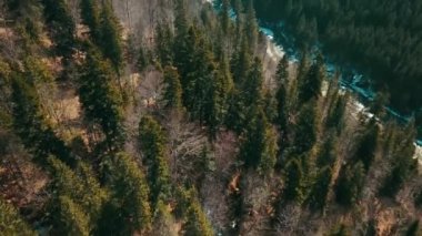 Dağlar kozalaklı orman havacılık İHA 'sı Ukrayna Karpatları