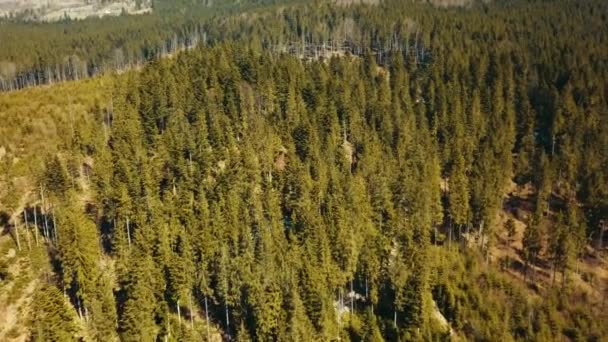乌克兰喀尔巴阡山高山针叶林空中摄影 — 图库视频影像