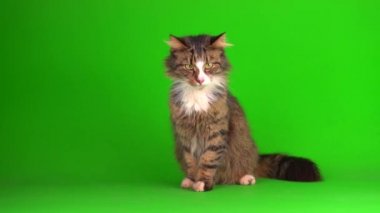 kedi yavrusu grisi yeşil ekran arkaplanı izole edildi