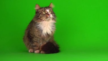 kedi yavrusu grisi yeşil ekran arkaplanı izole edildi