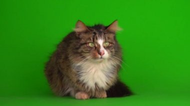 kedi yavrusu grisi yeşil ekran arkaplanı izole edildi