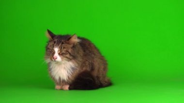 kedi yavrusu grisi yeşil ekran arkaplanı izole edildi