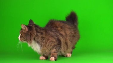 kedi yavrusu grisi yeşil ekran arkaplanı izole edildi