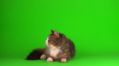 kedi yavrusu grisi yeşil ekran arkaplanı izole edildi