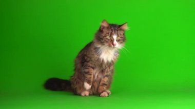 kedi yavrusu grisi yeşil ekran arkaplanı izole edildi