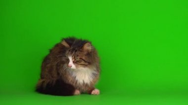 kedi yavrusu grisi yeşil ekran arkaplanı izole edildi