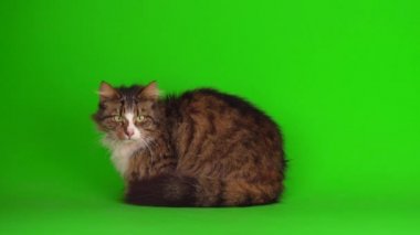 kedi yavrusu grisi yeşil ekran arkaplanı izole edildi