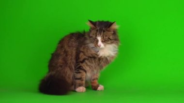 kedi yavrusu grisi yeşil ekran arkaplanı izole edildi