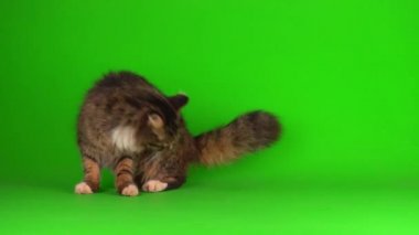 kedi yavrusu grisi yeşil ekran arkaplanı izole edildi