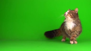 kedi yavrusu grisi yeşil ekran arkaplanı izole edildi