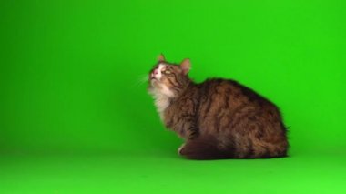 kedi yavrusu grisi yeşil ekran arkaplanı izole edildi