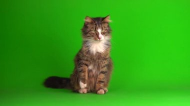 kedi yavrusu grisi yeşil ekran arkaplanı izole edildi