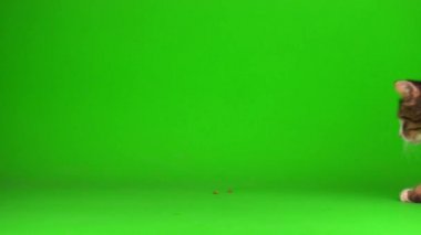 kedi yavrusu grisi yeşil ekran arkaplanı izole edildi