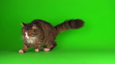 kedi yavrusu grisi yeşil ekran arkaplanı izole edildi