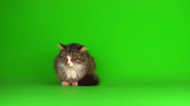 kedi yavrusu grisi yeşil ekran arkaplanı izole edildi