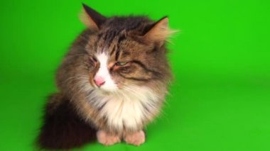 kedi yavrusu grisi yeşil ekran arkaplanı izole edildi