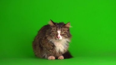 kedi yavrusu grisi yeşil ekran arkaplanı izole edildi