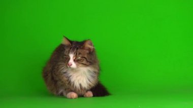 kedi yavrusu grisi yeşil ekran arkaplanı izole edildi
