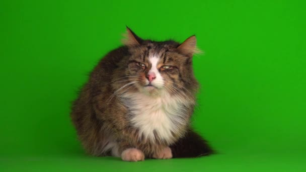 Cat Kitten Gray Green Screen Background Isolated — Stock Video