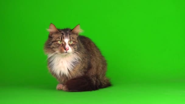 Gatto Gattino Grigio Sfondo Schermo Verde Isolato — Video Stock