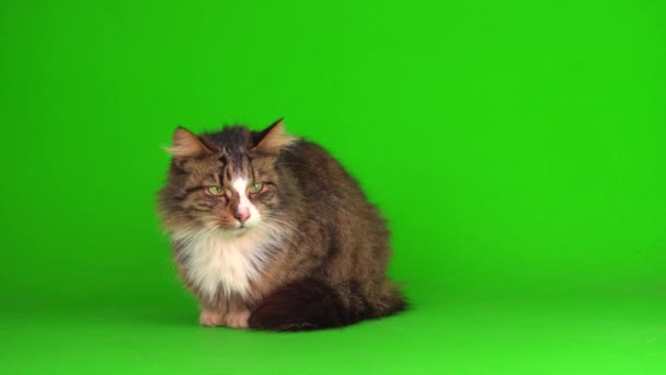 Cat Kitten Gray Green Screen Background Isolated — Stock Video