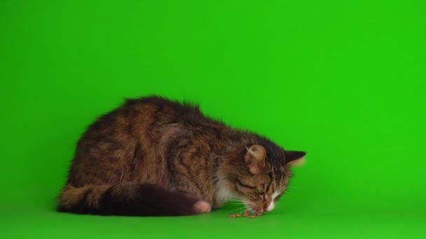 Gato Gatito Gris Verde Pantalla Fondo Aislado — Vídeo de stock