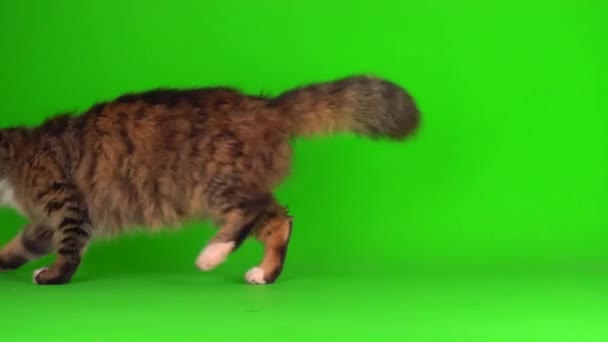 Kot Kotek Szary Zielony Ekran Tło Izolowane — Wideo stockowe