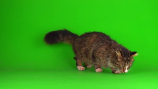 Gatto Gattino Grigio Sfondo Schermo Verde Isolato — Video Stock