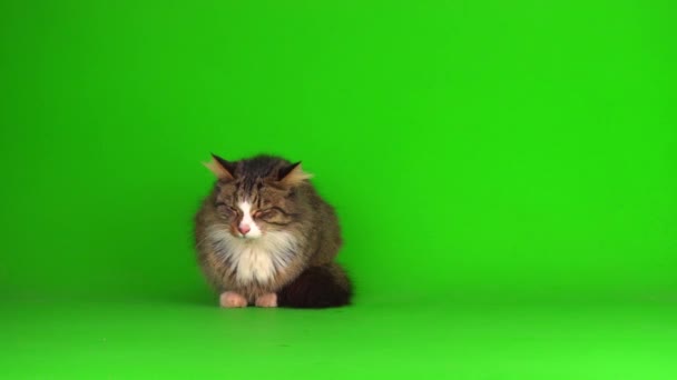 Kedi Yavrusu Grisi Yeşil Ekran Arkaplanı Izole Edildi — Stok video