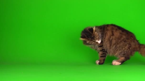 Γάτα Γατάκι Γκρι Πράσινο Φόντο Οθόνη Απομονωμένη — Αρχείο Βίντεο