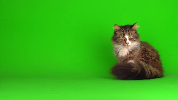 Gato Gatito Gris Verde Pantalla Fondo Aislado — Vídeo de stock