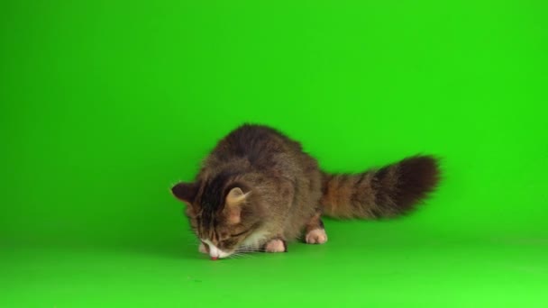 Cat Jumping Up and Down  Green Screen #cat #kitten #catmeme