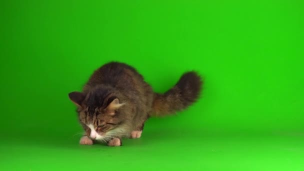 Macska Cica Szürke Zöld Képernyő Háttér Elszigetelt — Stock videók