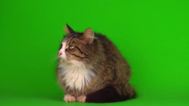 Katt Kattunge Grå Grön Skärm Bakgrund Isolerad — Stockvideo