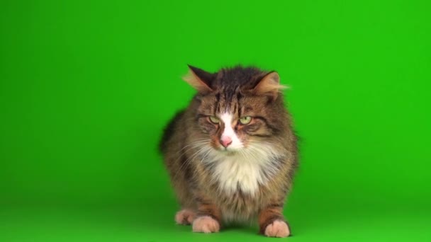 Γάτα Γατάκι Γκρι Πράσινο Φόντο Οθόνη Απομονωμένη — Αρχείο Βίντεο