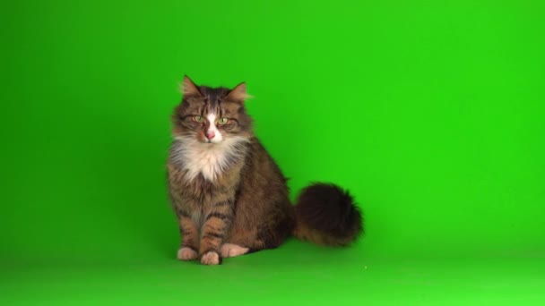 Gato Gatito Gris Verde Pantalla Fondo Aislado — Vídeos de Stock