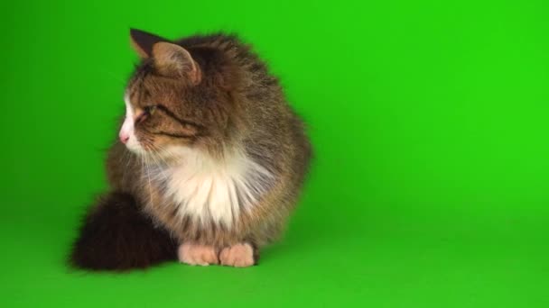 Macska Cica Szürke Zöld Képernyő Háttér Elszigetelt — Stock videók