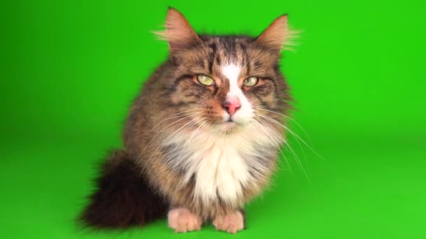 Кішка Кошеня Сірого Кольору Зеленому Екрані Фоні Ізольовані — стокове відео
