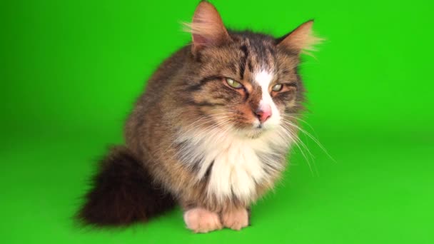 Кішка Кошеня Сірого Кольору Зеленому Екрані Фоні Ізольовані — стокове відео