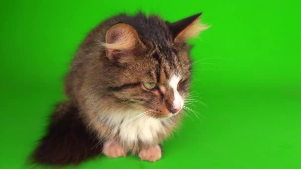 Кот Котенок Серый Зеленом Фоне Экрана Изолированы — стоковое видео