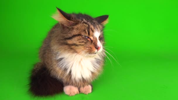 Gatto Gattino Grigio Sfondo Schermo Verde Isolato — Video Stock