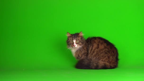 Gato Gatito Gris Verde Pantalla Fondo Aislado — Vídeos de Stock