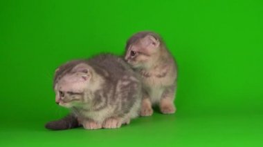 Yavru kedi, yeşil arka planda kıvrık kulaklı İngiliz.