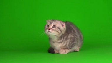 Yavru kediler sonra yeşil arka planda kalan gri kediler