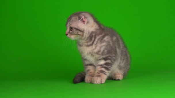 Kitten Grijs Kat Lop Eared Brits Een Groene Achtergrond Scherm — Stockvideo