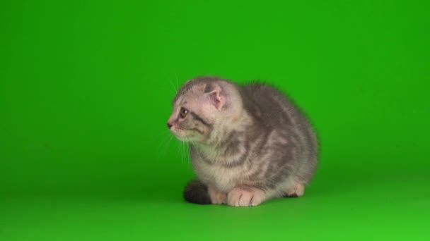 Kitten Gray Cat Lop Eared British Green Background Screen — Stock Video