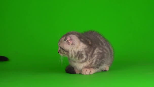 Gatito Gris Gato Lop Eared Británico Verde Pantalla Fondo — Vídeo de stock